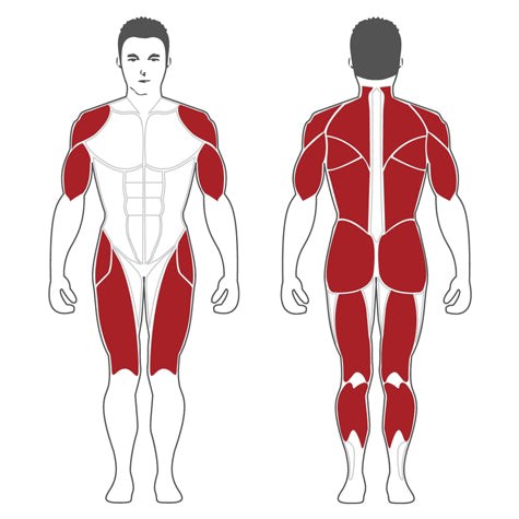 Двуфункционален уред за клек и мъртва тяга Steelflex PL2300 – натоварвани мускули