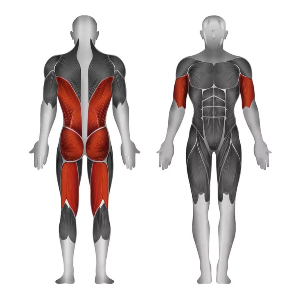 Фитнес уред за гребане и мъртва тяга Steelflex PLSLR – натоварвани мускули