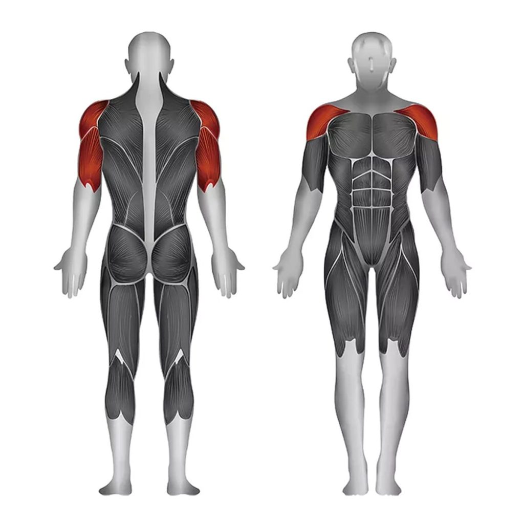 Фитнес уред за рамене Steelflex PLSP – натоварвани мускули